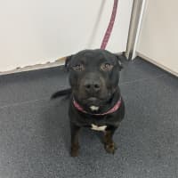 Photo of Bear