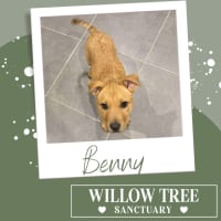 Photo of Benny