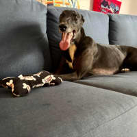 Photo of Rowdy, The Gentle Greyhound