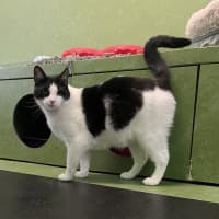 Photo of Handsome Sam