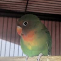 Photo of Sausageton