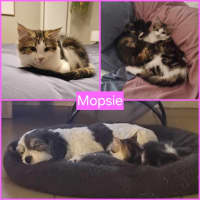 Photo of Mopsie