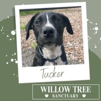 Photo of Tucker