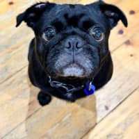 Photo of Peggy   5 Year Old French Bulldog X Pug