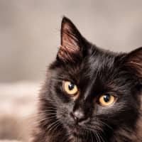 Photo of Henrietta