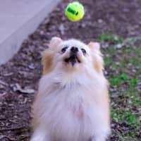 Photo of Bellatrix