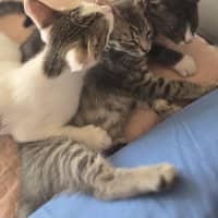 Photo of Brussel Sprout   Located In Northcote