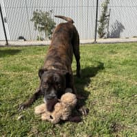 Photo of Simba 