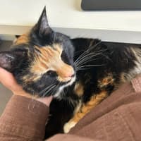 Photo of Milly *9 Lives Project Rescue*