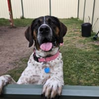 Photo of Georgie Porgie