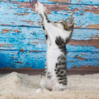 Photo of Peanut