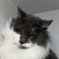 Photo of Smokey