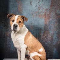 Photo of Winston