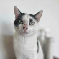 Photo of Bandit   Now At Pe Tquarters Belmont