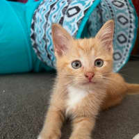Photo of Nacho