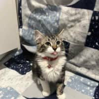 Photo of Gadget   Located In Pakenham