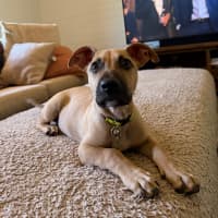 Photo of Louie
