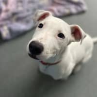 Photo of Enzo