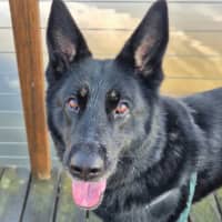 Photo of Rover