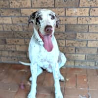 Photo of Max   3 Year Old German Pointer X Bull Arab (Hold)
