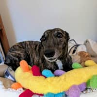 Photo of Tomi, The Greyhound