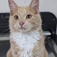 Photo of Bodhi