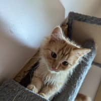 Photo of Fred Flintstone 