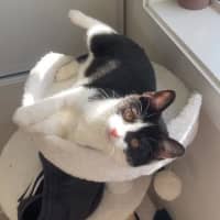 Photo of Panda