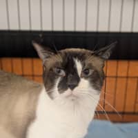 Photo of Custard