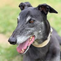 Photo of Senior Constable Beardmore The Greyhound