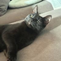 Photo of Domino 