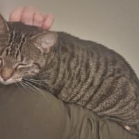 Photo of Tilly (Was Petal)