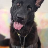 Photo of Ebony