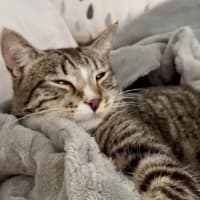 Photo of Peach