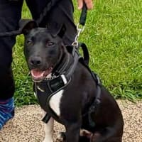 Photo of 🐾 Scout 🐾