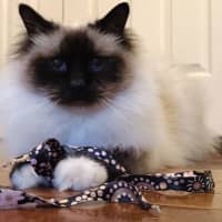 Photo of Basil And Chives 