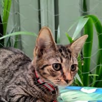 Photo of Gordon