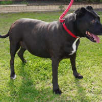 Photo of Roxy