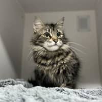 Photo of Purdy Puss 