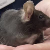 Photo of Queso
