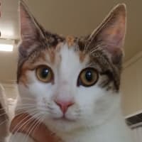 Photo of Blossom