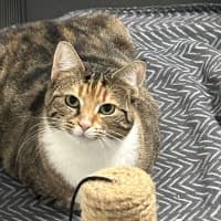 Photo of Penny