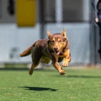 Photo of Bonsai Imp 248