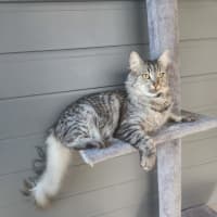 Photo of Ferdinand (Freddie)   Assisted Rehoming