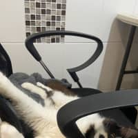 Photo of Rhunarb   Pet Quarters Broadmeadow 