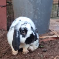 Photo of Paddy