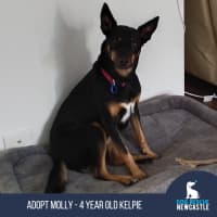 Photo of Molly   4 Year Old Kelpie (On Hold)