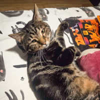 Photo of Buddy