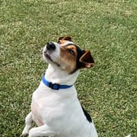 Photo of Milo   2 Year Old Jack Russell Terrier