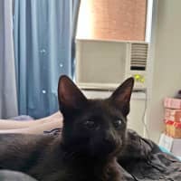 Photo of Whiskers K31